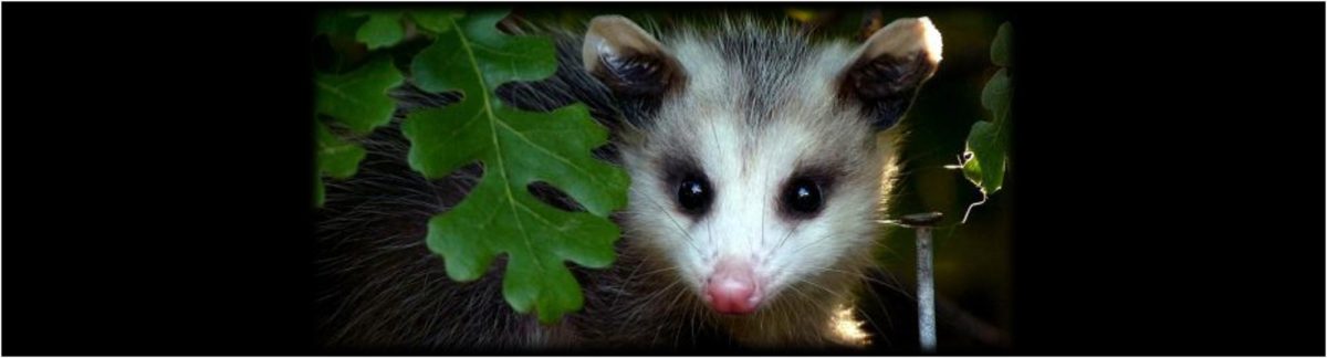 FAUNA EN EL CAS: LA ZARIGÜELLA ANDINA  (Didelphis Pernigra)