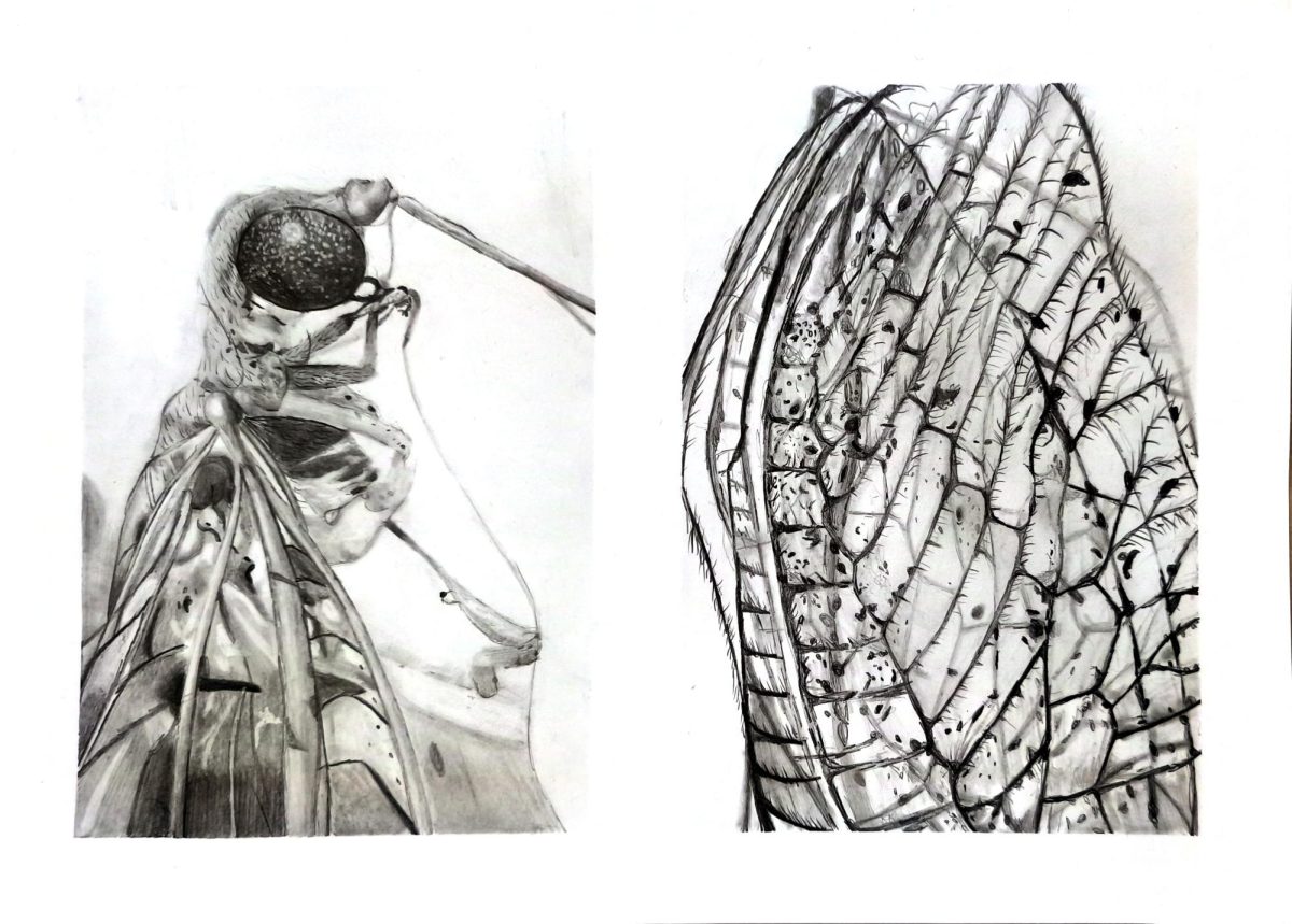 Dibujo Constanza Mele